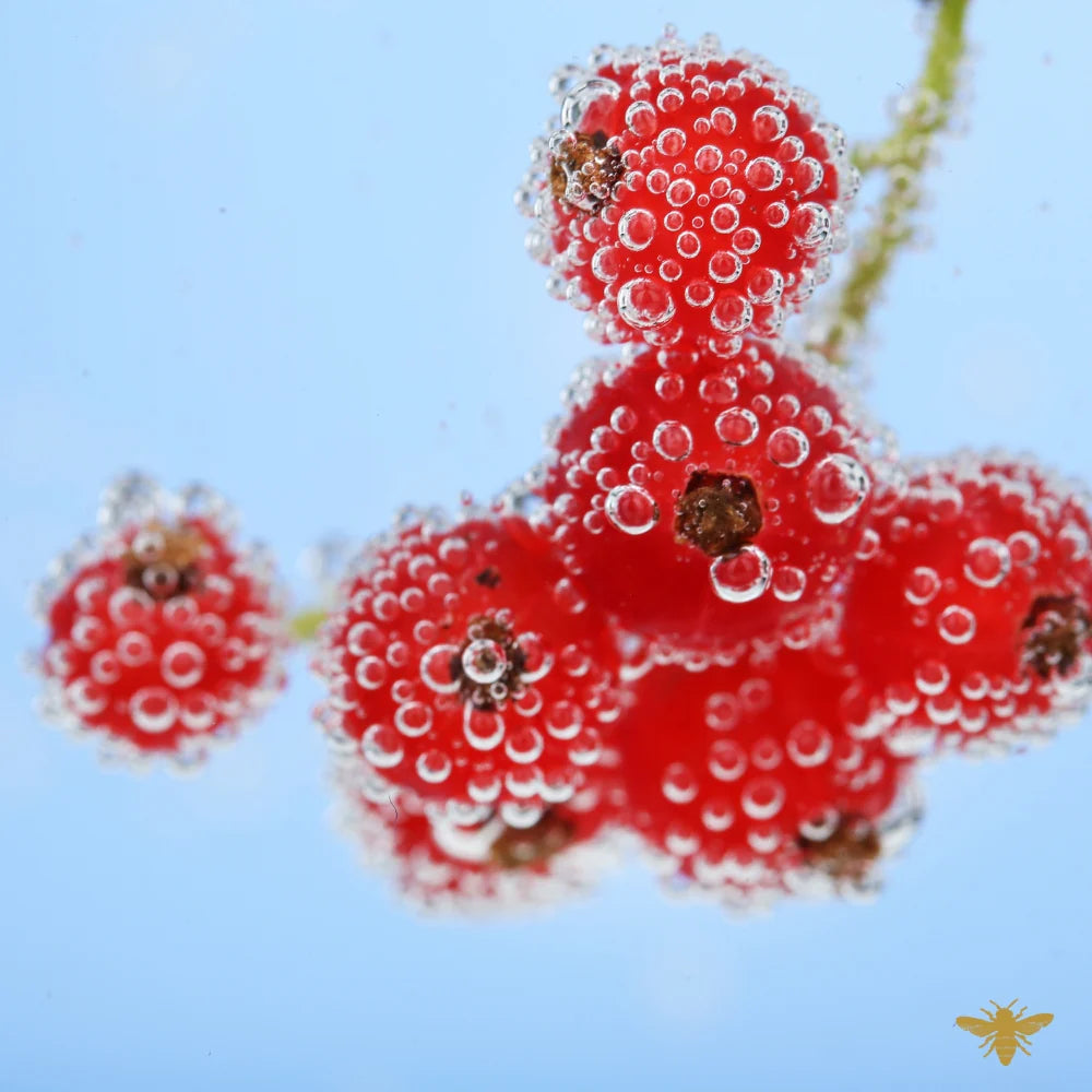 Sparkling Kiss Limited Edition 8oz Luxury Candle